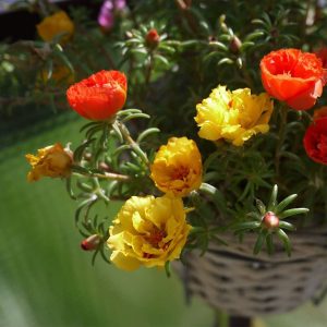 Hạt giống hoa mười giờ Mỹ kép mix Portulaca