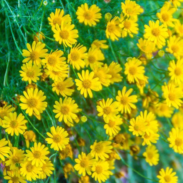 Hạt giống hoa cúc sao băng vàng (Thymophylla)